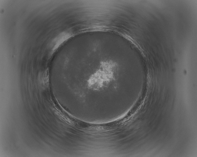 X0000067391450200604031020