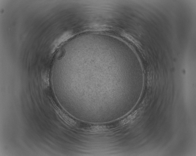 X0000067391451200604031020