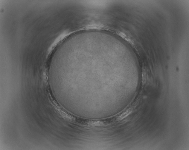 X0000067391454200604031020