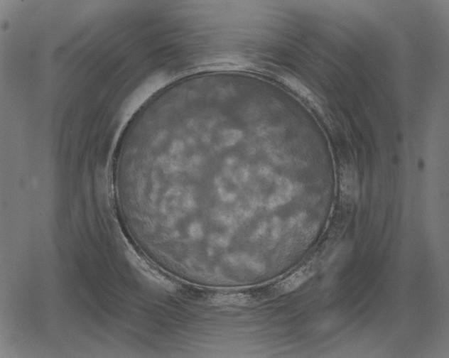 X0000067391466200604031020