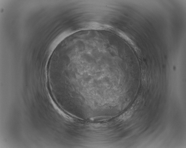 X0000067391479200604031020