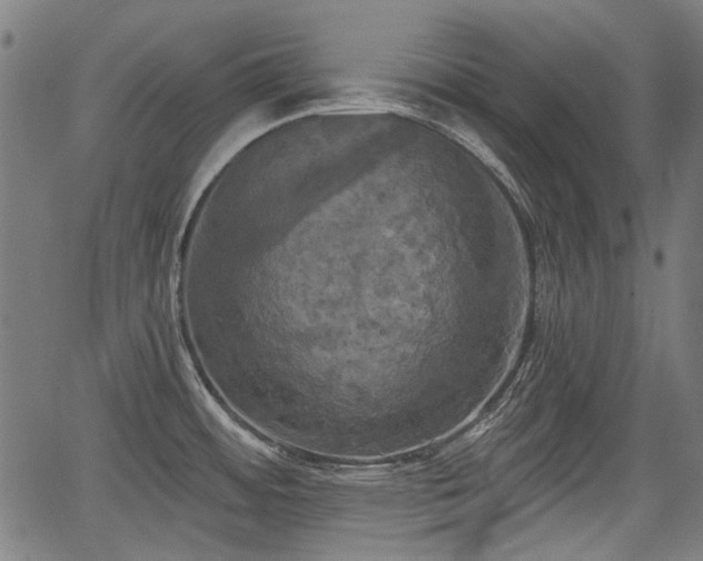 X0000067391484200604031020