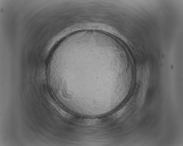 X0000067391498200604031019