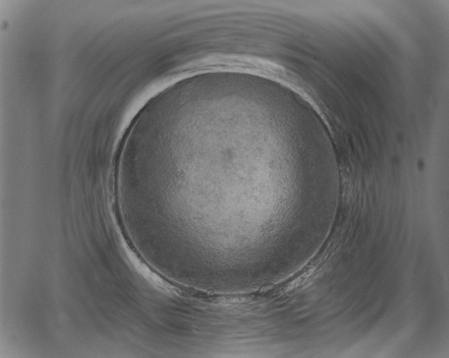 X0000067391531200604031020