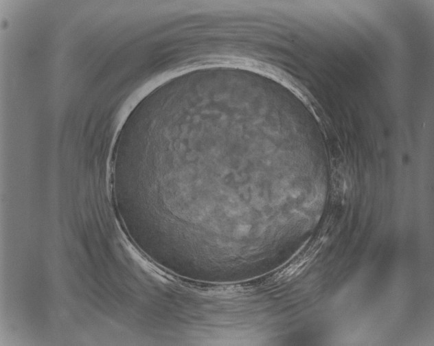 X0000067391535200604031020