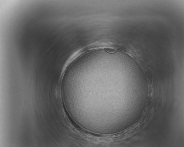 X0000067390004200604071805