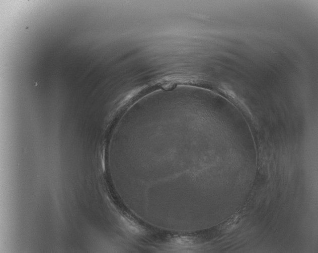 X0000067390062200604071804