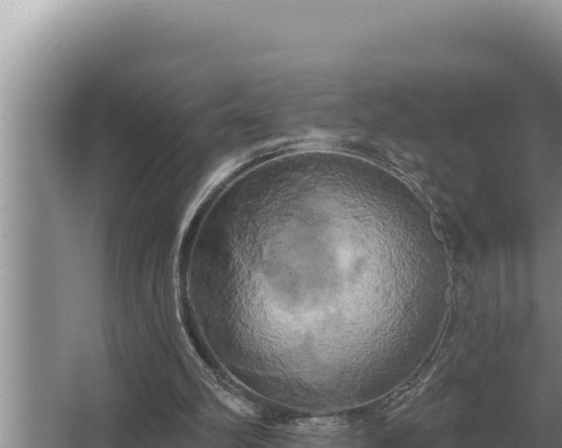 X0000067390102200604071804