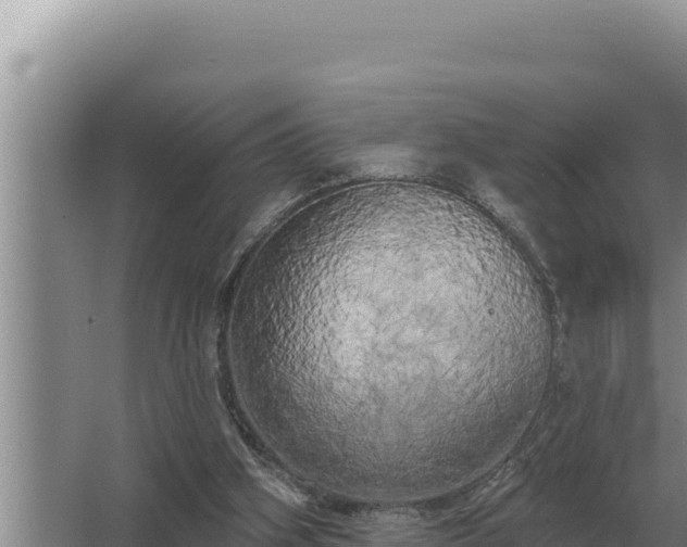 X0000067390106200604071804