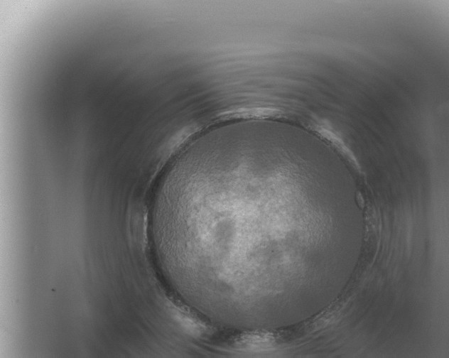 X0000067390110200604071804