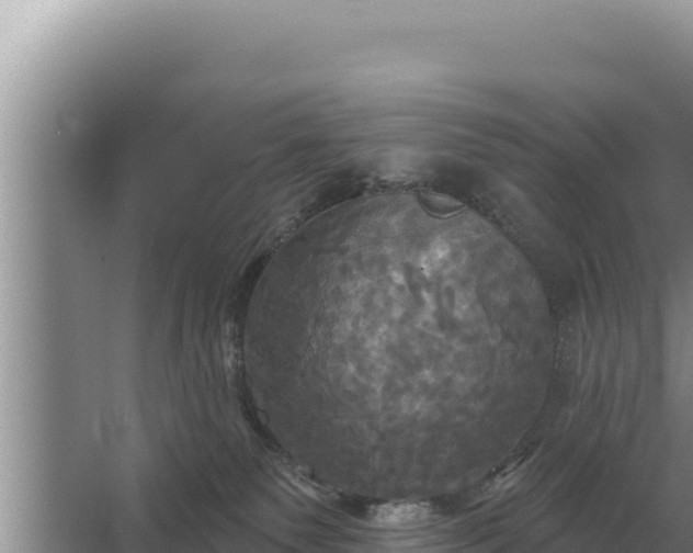 X0000067390135200604071803