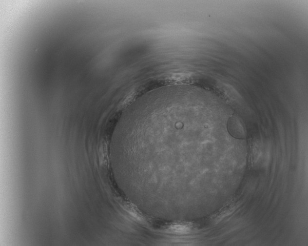 X0000067390236200604071801