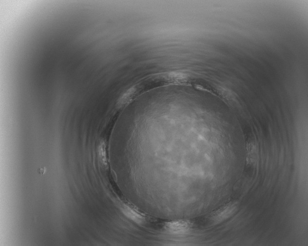 X0000067390238200604071801