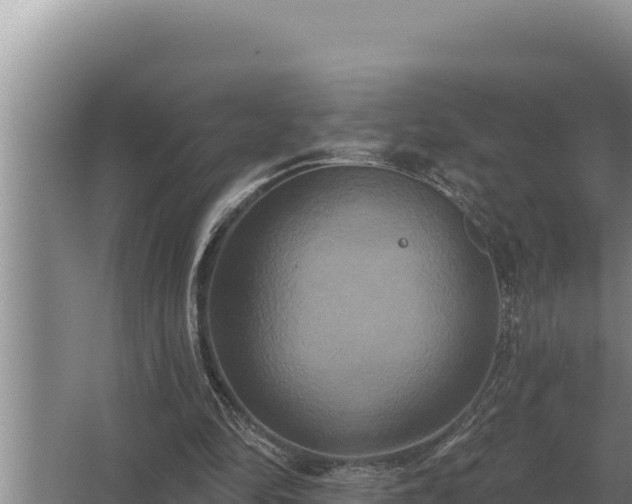 X0000067390294200604071801