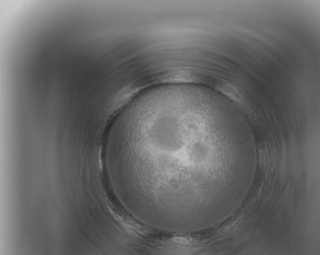 X0000067390302200604071800