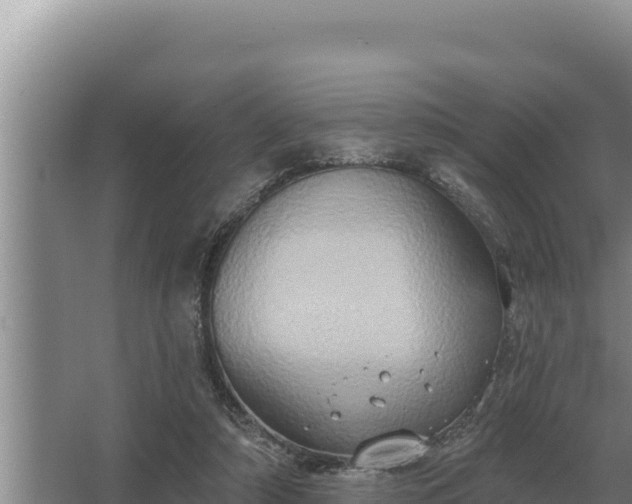 X0000067390306200604071800