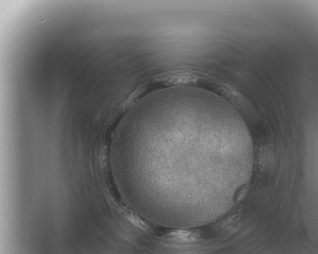 X0000067390326200604071800