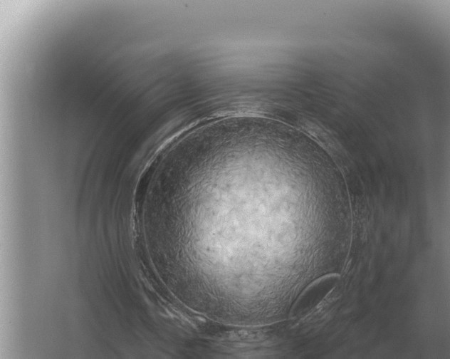 X0000067390338200604071759