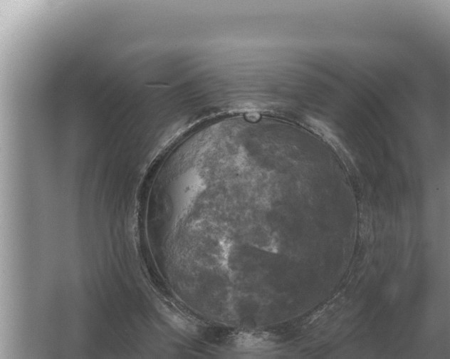 X0000067390346200604071759