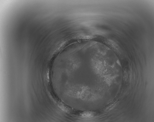 X0000067390358200604071759