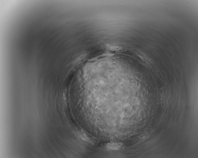 X0000067390373200604071800