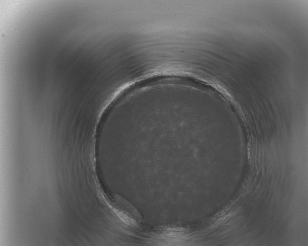 X0000067390438200604071757