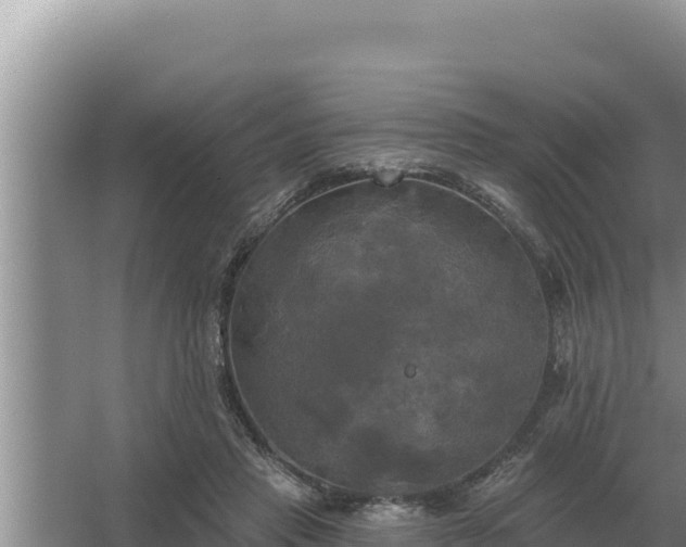 X0000067390453200604071758