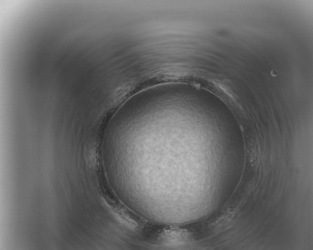 X0000067390455200604071758