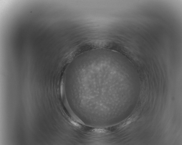 X0000067390528200604071757