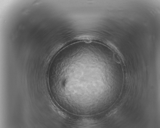 X0000067390529200604071756