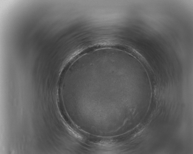 X0000067390725200604071753