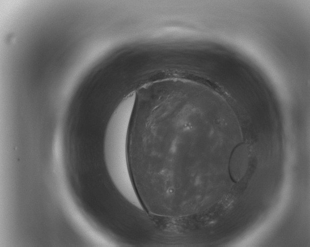 X0000067390765200604071753