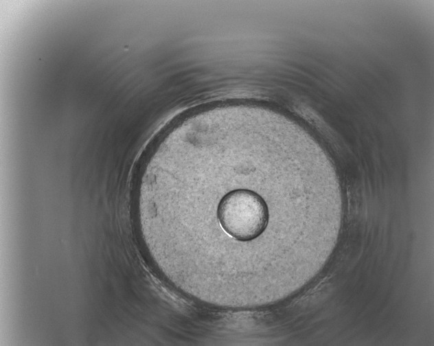 X0000067390828200604071751