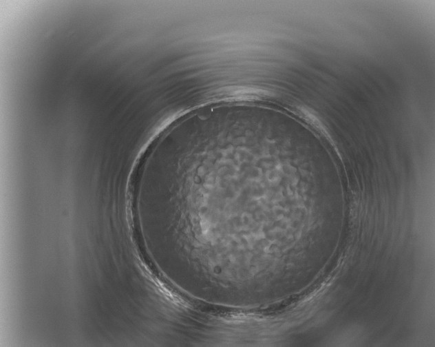 X0000067390835200604071751