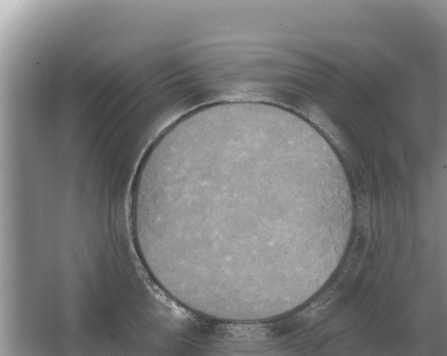 X0000067390856200604071752