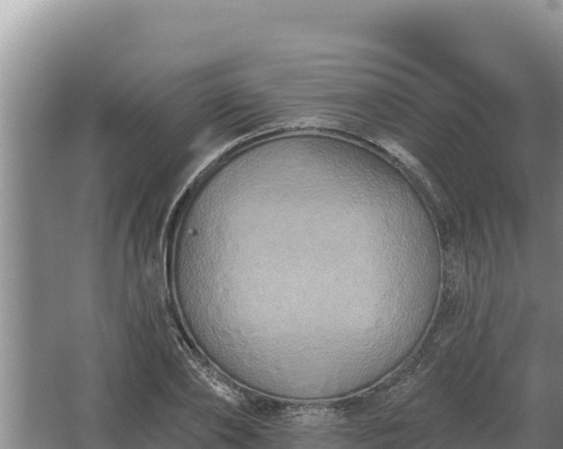 X0000067390886200604071751