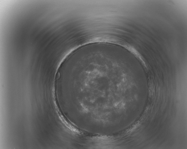 X0000067390896200604071750