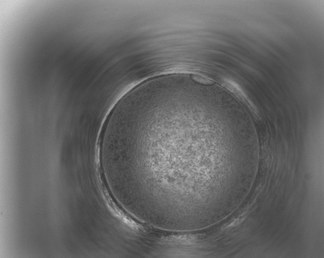 X0000067390900200604071750