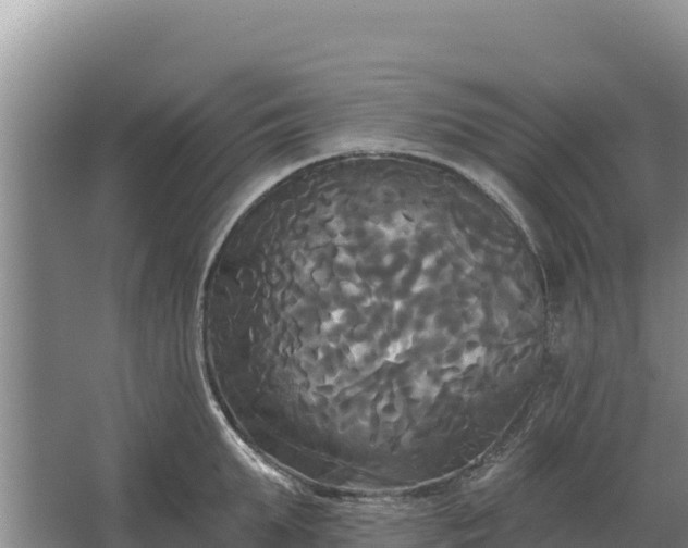 X0000067390903200604071750