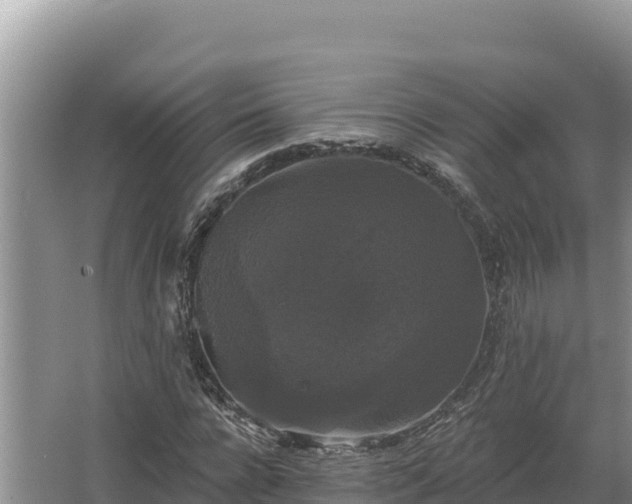 X0000067390920200604071749