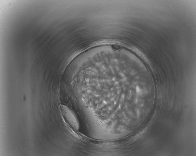 X0000067390953200604071750