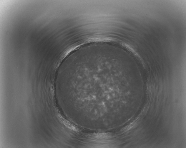 X0000067391025200604071748