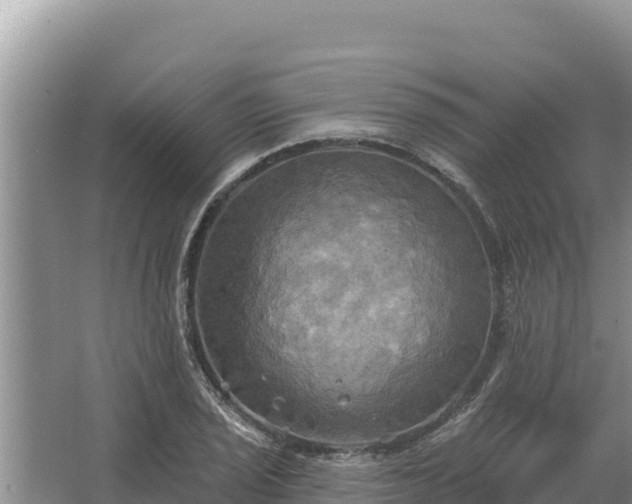 X0000067391029200604071748