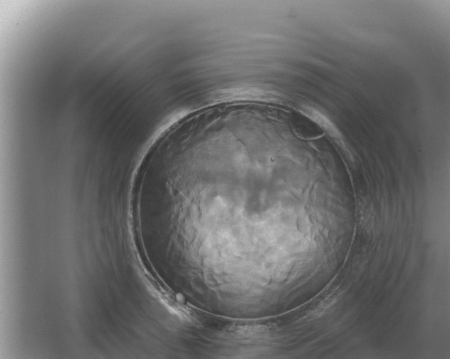 X0000067391043200604071748