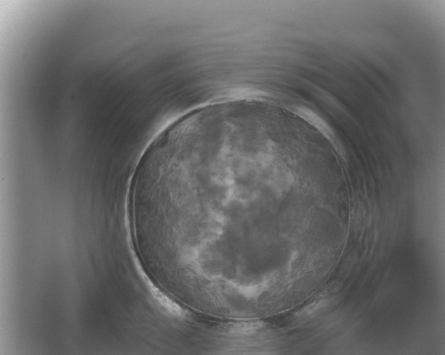 X0000067391055200604071748