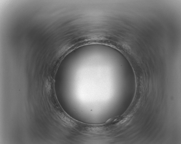 X0000067391257200604071744