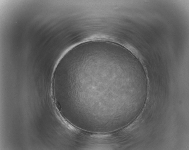 X0000067391296200604071744