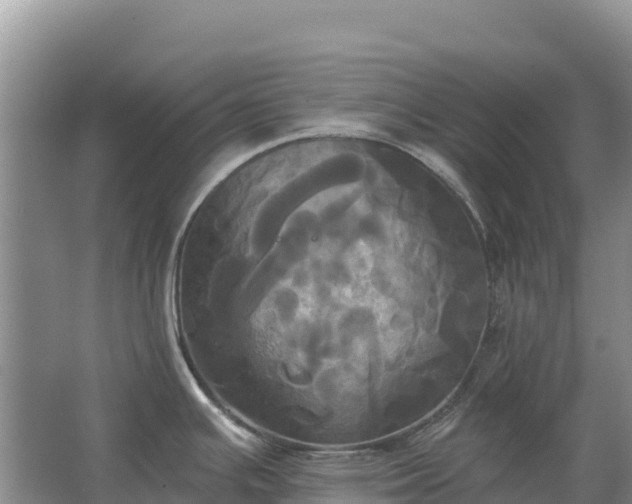 X0000067391391200604071742