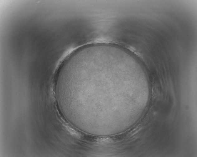 X0000067391454200604071741