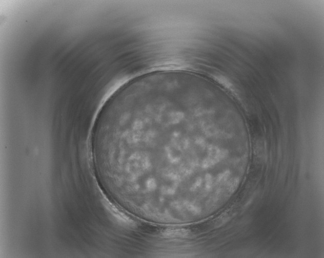 X0000067391466200604071741